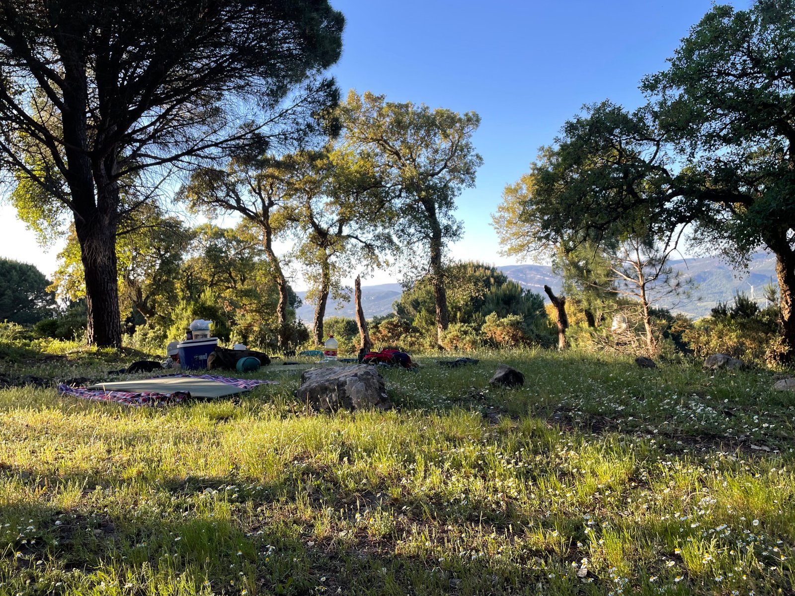 Ligplek tussen bomen in Zuid-Spanje