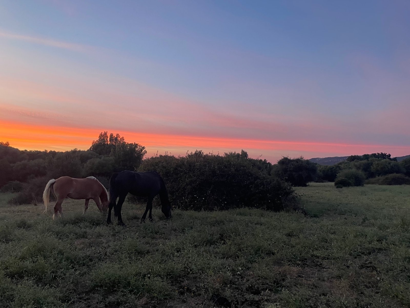 Avondlicht in het open landschap