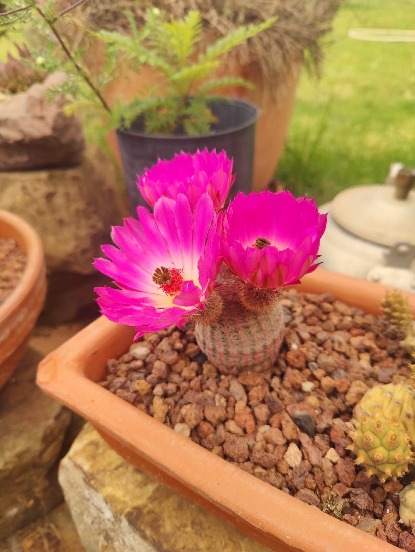 Bloeiende cactus op de locatie